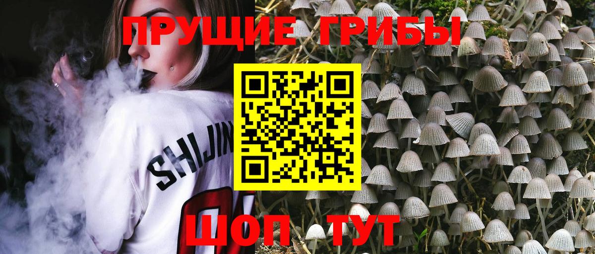 Галлюциногенные грибы Psilocybine cubensis Торжок